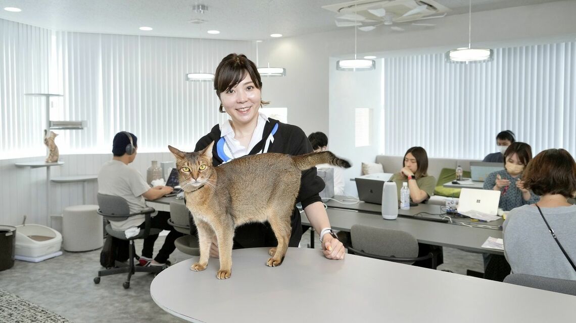 猫の生活をテクノロジーで見守る企業、RABO。写真はオフィスにて、社長の伊豫愉芸子氏と、飼い猫でCCO（Chief Cat Officer）のブリ丸。猫と人が共に快適に過ごせるよう設計されたオフィスは飼い猫同伴OKだが、基本的に家にいたがる動物のため、複数のスタッフの飼い猫が一堂に集うことはないようだ（撮影：梅谷秀司）この記事の画像を見る(◯枚)