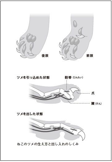 猫のツメの構造（出所：『ねこはすごい』）