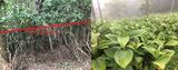 （写真左）森で見られるディアライン（写真右）シカが好まない植物・バイケイソウ（共に筆者撮影）
