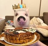「ミニブタの日」のお祝いにはケーキでお祝い（写真提供：しおりさん）