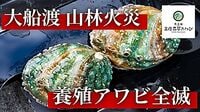 【岩手・大船渡の大規模山火事】震災乗り越えた「あわび養殖」、火災で再び試練に立ち向かう若き3代目の挑戦　「今回も必ず復活する！」