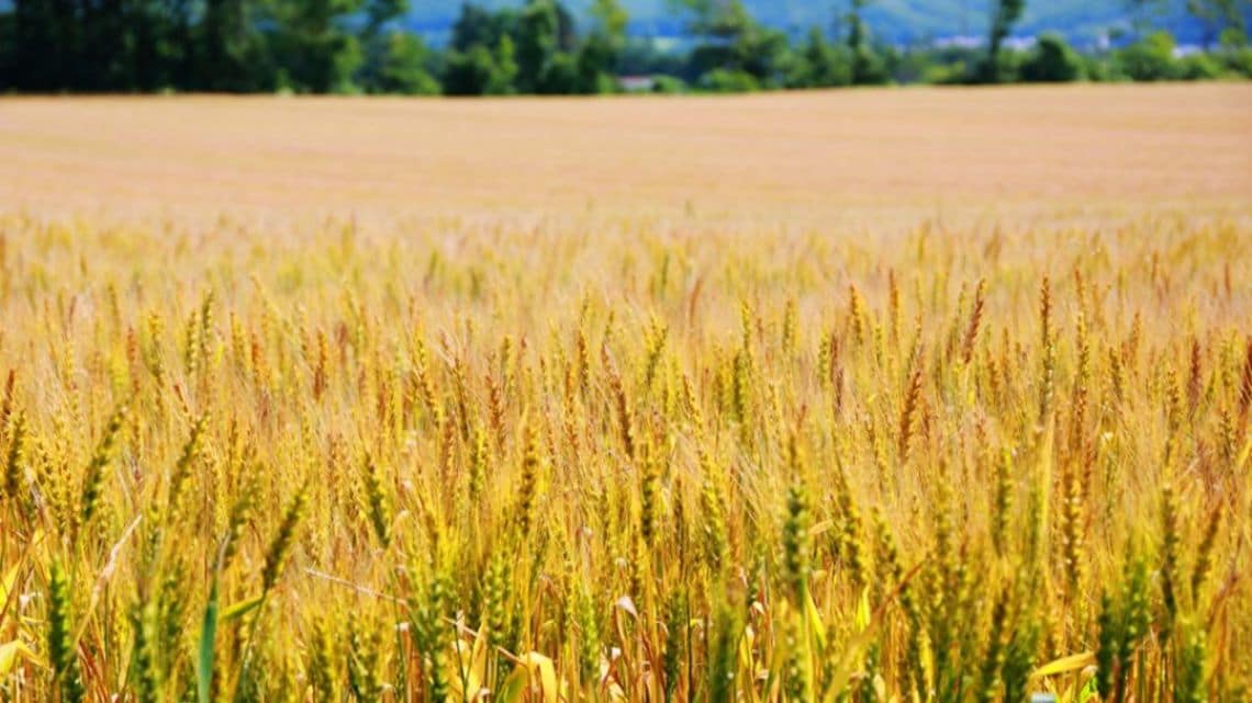 十勝産小麦を使ったパンは他と何が違うのか 食品 東洋経済オンライン 経済ニュースの新基準