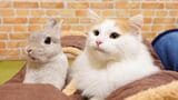 猫のぴーと君は、自分よりずっと小さいウサギのぽぽちゃんを、ボスだと見なし始めた（写真提供：やすさん）