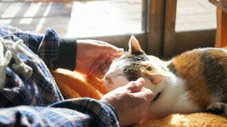ネコと高齢者