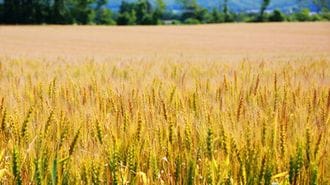 The Ingrained Power of Tokachi’s Wheat Supported by Producers and Manufacturers