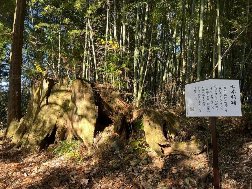 七本杉