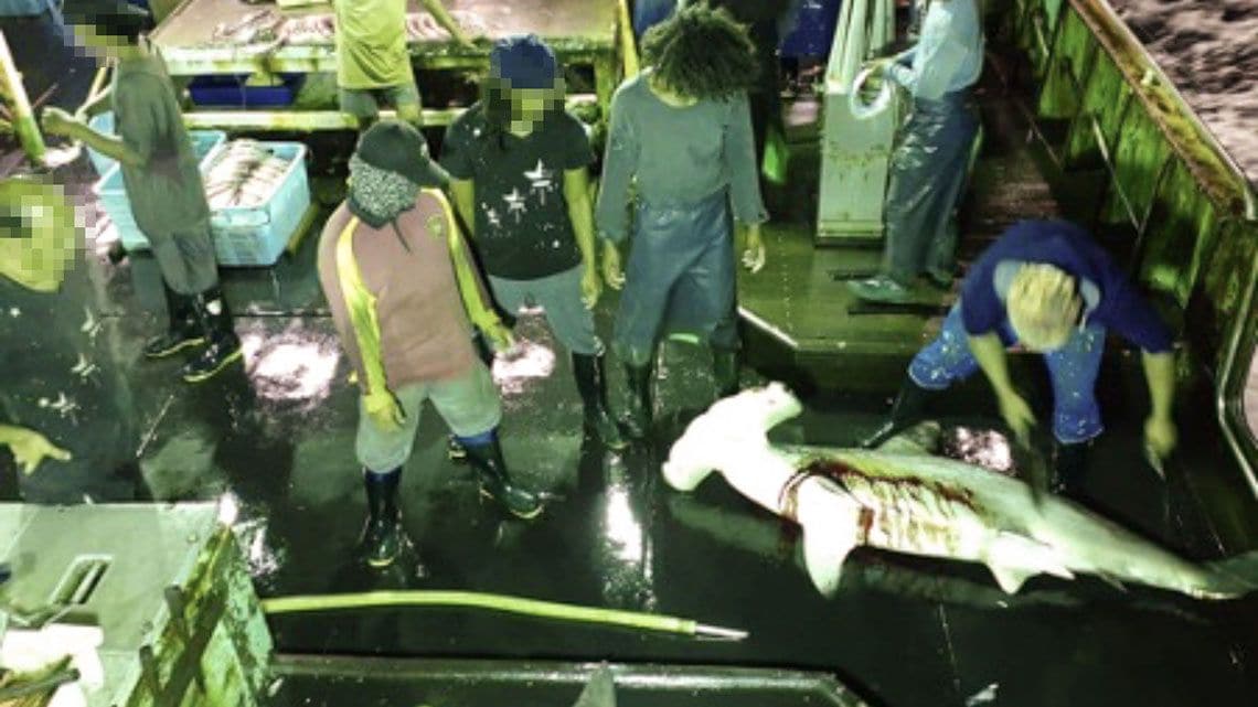 大洋世家の船上でヒレを切り取られているシュモクザメ