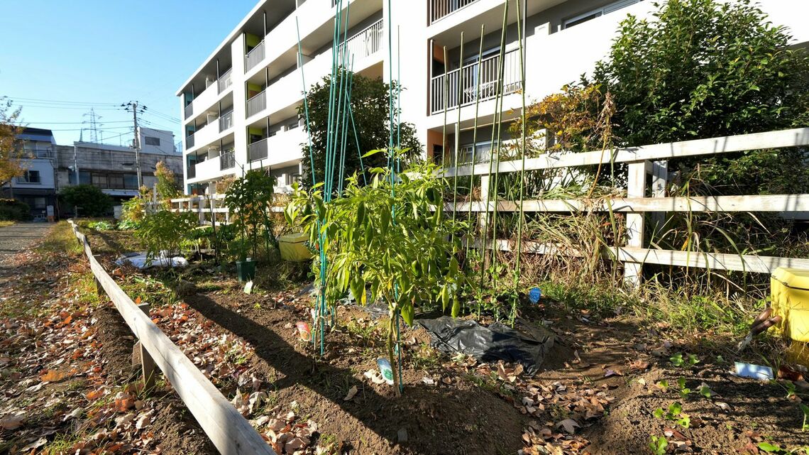 団地の家庭菜園
