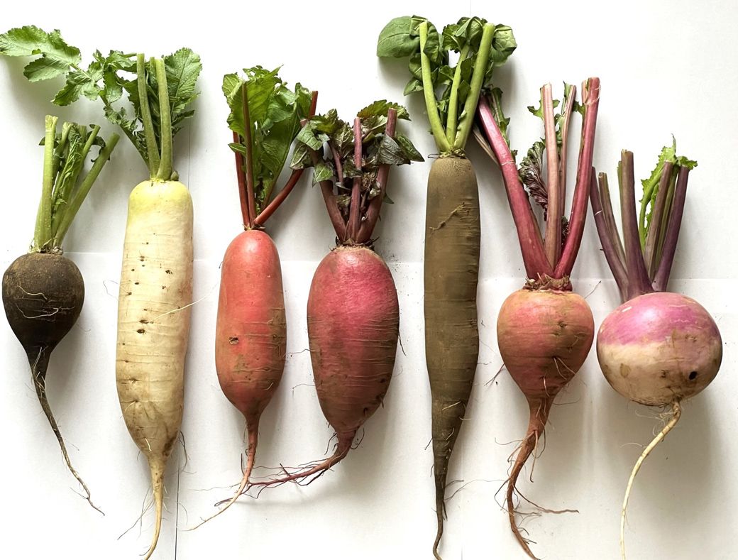 色つやが良く、形もしっかりしていて「優しい味」と評される浅野の野菜（写真：筆者提供）