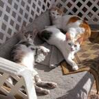 心地よさを追求したそれぞれの体勢で寝ていた三姉妹 