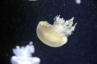 クラゲが救った"三重苦"水族館､奇跡の物語 ギネス認定！｢クラゲ世界一｣の成功秘話