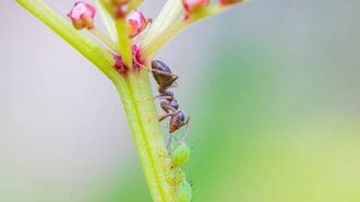 裏切り者が組織を破壊しても共生関係が続くワケ