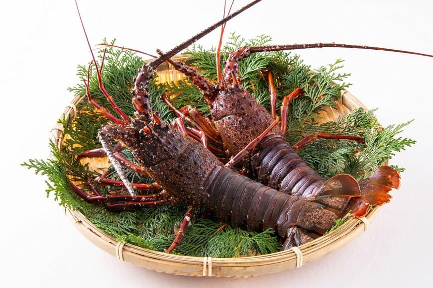 伊勢海老を脅かす海のギャング・うつぼ。いったいどうしたらいいでしょうか？（写真：jazzman / PIXTA）