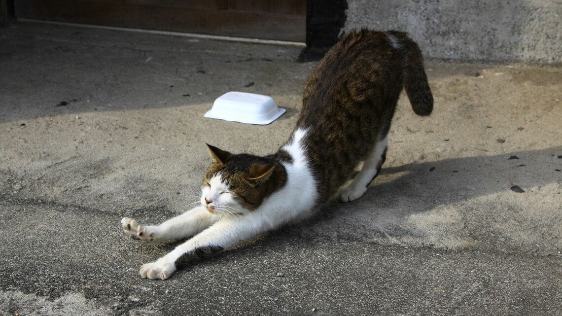 ネコに学ぶ「自分の心を疲弊させない方法」とは（写真：neko／PIXTA）