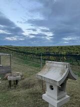 神社はワイン生産のためのブドウ畑の一角にある（筆者撮影）