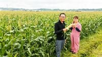 補助金に依存しない｢稼ぐコメ農家｣の生き残り策 3毛作で｢行列のできるトウモロコシ｣を栽培