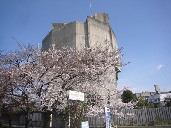 松ヶ崎の浄水場前の桜