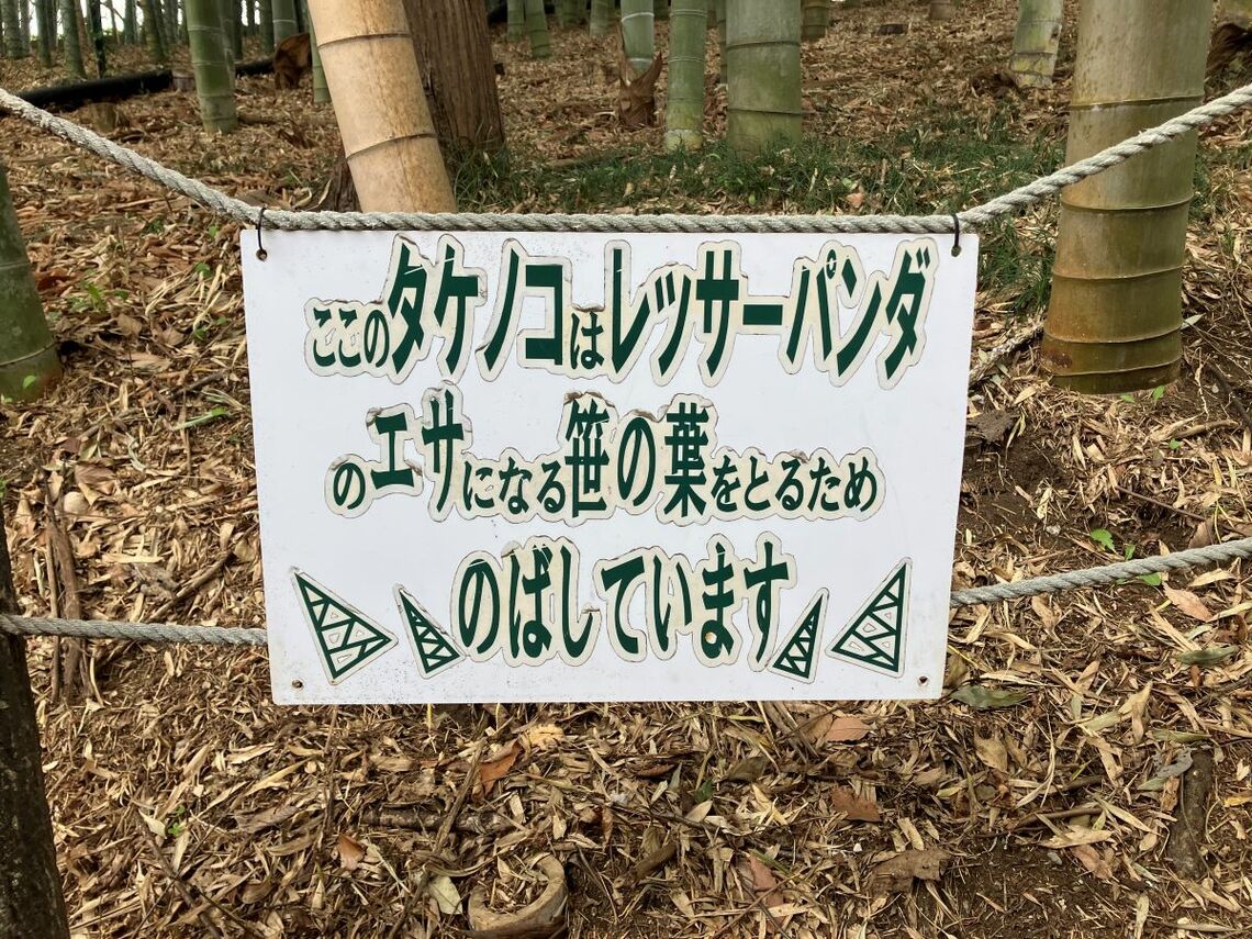 レッサーパンダ