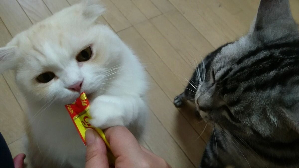 ちゅ〜る｣が猫からも人間からも愛されるワケ またたびが入っている