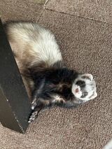 夫婦のLINEのやりとりも、マロンくんの様子や写真でいっぱいになった（写真提供：ミキさん）