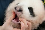 雄の赤ちゃんの口腔内をチェック。左下の犬歯が生えている。9月20日（写真：公益財団法人東京動物園協会提供）
