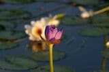 ハスの花は紫、白、水色などさまざま。見る人の目を楽しませてくれる（写真：筆者撮影）