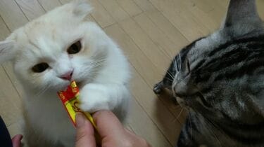 糖質フリーちゅ〜る 猫用 とりささみ 36本 (14g×4本)×9袋