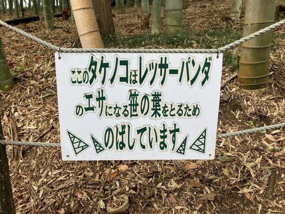 レッサーパンダ