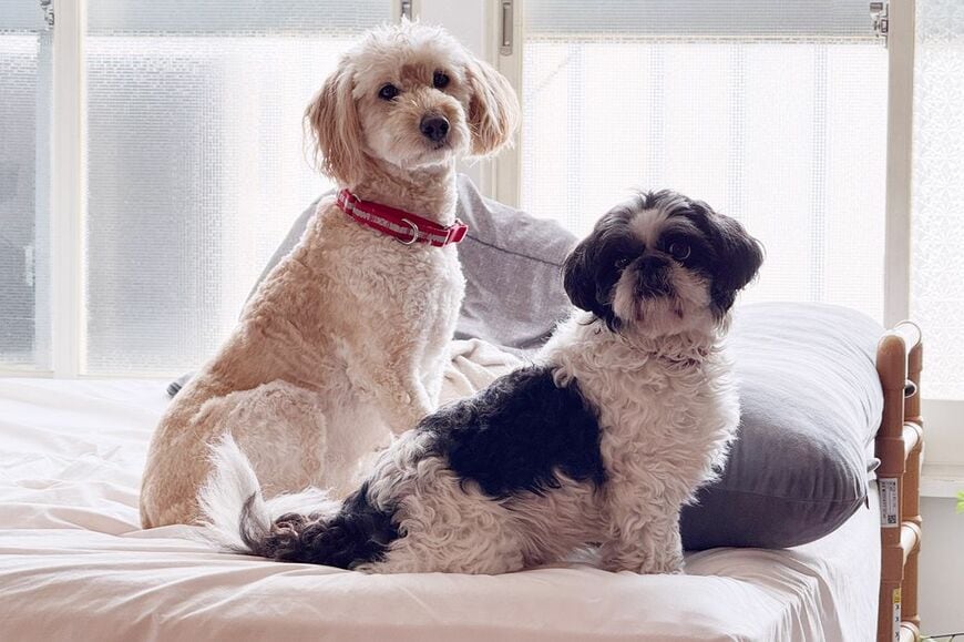日本聴導犬協会