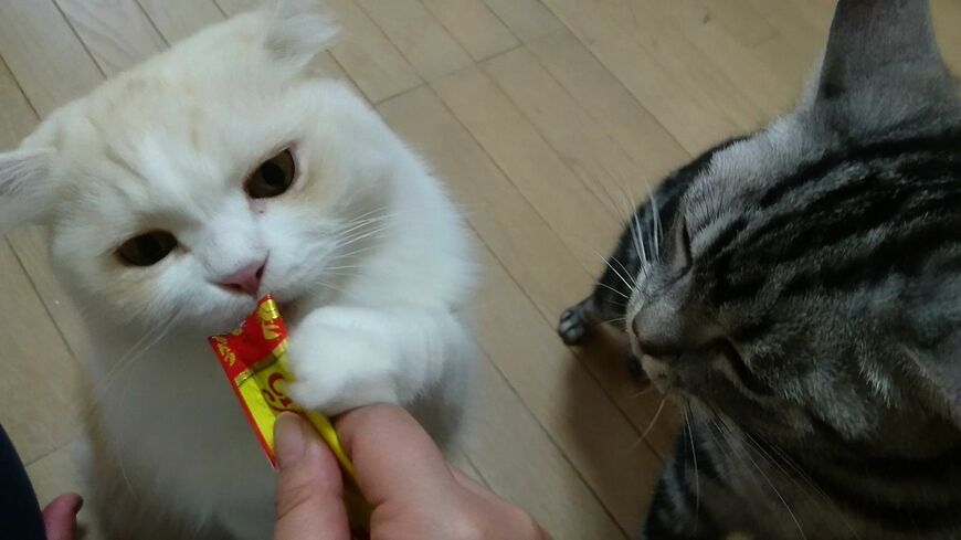 「世界の猫を喜ばす」のキャッチコピーで知られる、いなば食品のCIAOちゅ〜る。猫好きの間では、猫の食いつきのよさでトップに挙げられる猫用おやつだ（写真：いなば食品）