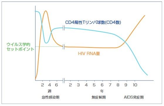 HIV感染症の臨床経過（グラフ：『抗HIV治療ガイドライン（2021年3月発行）』より）