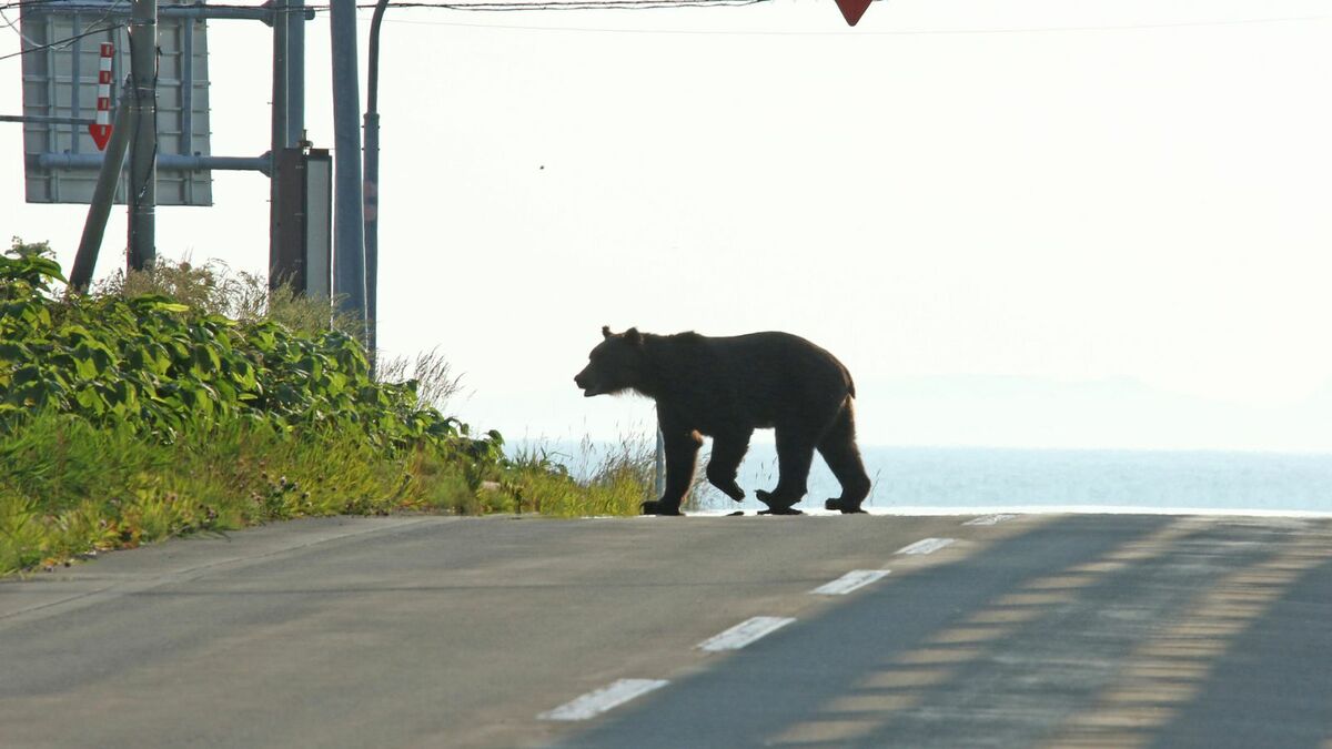 ｢クマを殺すな！｣が｢即刻駆除｣へ変化の深刻さ  | 街･住まい | 東洋経済オンライン