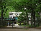 緑濃い夏の井の頭公園内を走る電車（撮影：南正時）