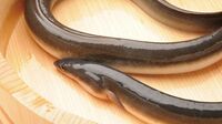 違法な密漁が3割？ ウナギはもはや"高嶺の花" 日本にいるウナギ稚魚のうち､天然物は0.1％