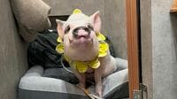 夫婦がマイクロブタとたどり着いた穏やかな日常