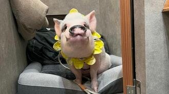 夫婦がマイクロブタとたどり着いた穏やかな日常