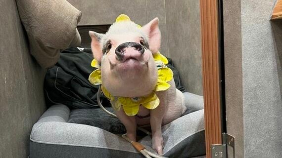 美容室の専用スペースでくつろぐおもちくん