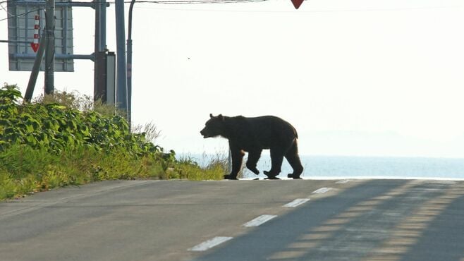 ｢クマを殺すな！｣が｢即刻駆除｣へ変化の深刻さ 