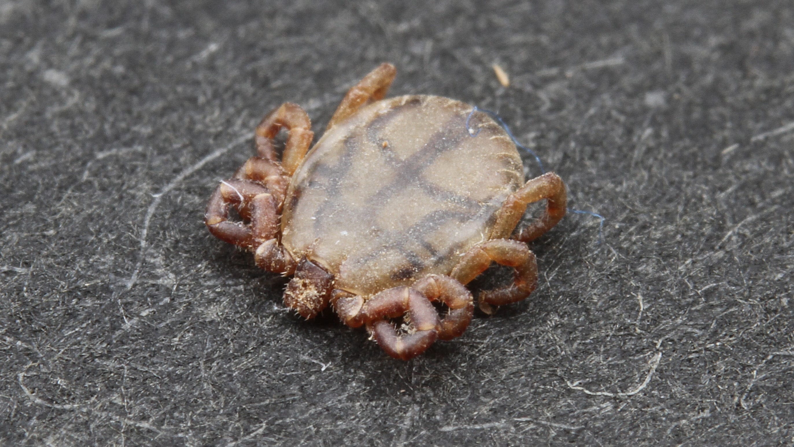 日本の山で最恐生物はダニ と昆虫学者が語る訳 リーダーシップ 教養 資格 スキル 東洋経済オンライン 社会をよくする経済ニュース