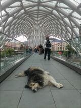 ジョージアには野犬がたくさんいる。ちなみにこの橋は「平和橋」と呼ばれているが、強引な客引きがいるなど、全然平和じゃないのでこちらも注意が必要（筆者撮影）