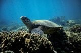 貴重な動植物が生息するヴェルデ島海峡の海洋生態系（提供：Alvin Simon, CEED/ Protect VIP）