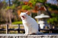 午後､睡魔に襲われないためのランチとは？ やる気が出ないのは炭水化物のせいかも