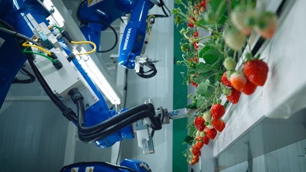 イチゴの収穫はロボットが行っている