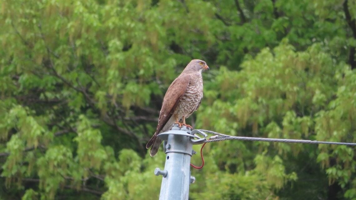 サシバの成鳥。日本はサシバの繁殖地。4月～9月に日本で過ごした後、南の越冬地に向かう（撮影：鈴木邦彦氏）