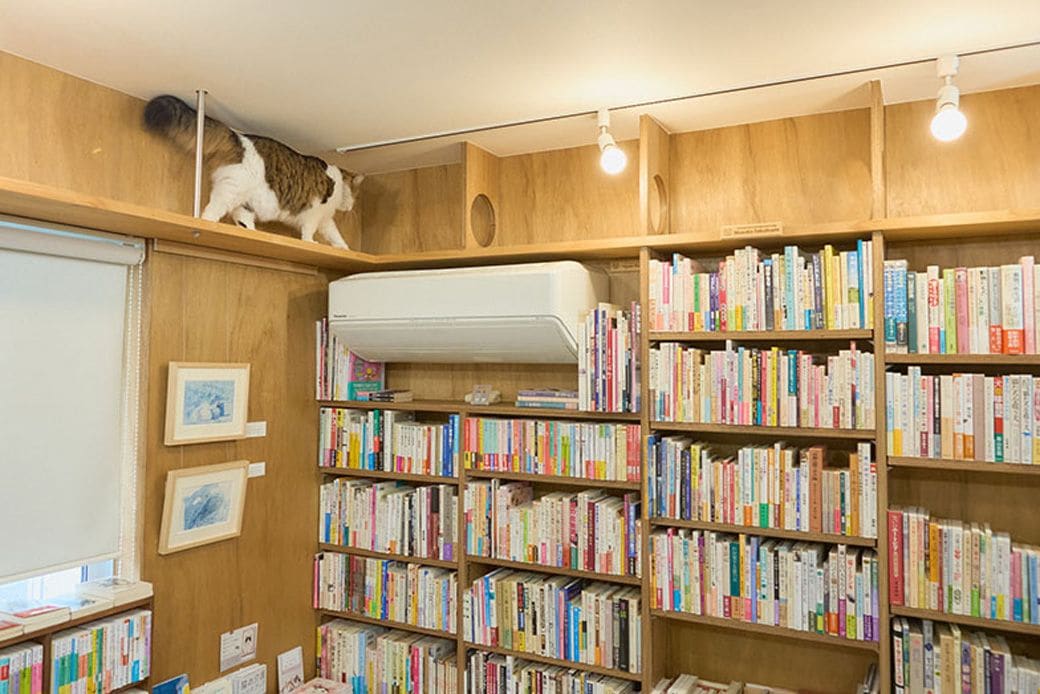 本棚の上で突如始まる猫店員のランウェイ（写真撮影：小原聡太）
