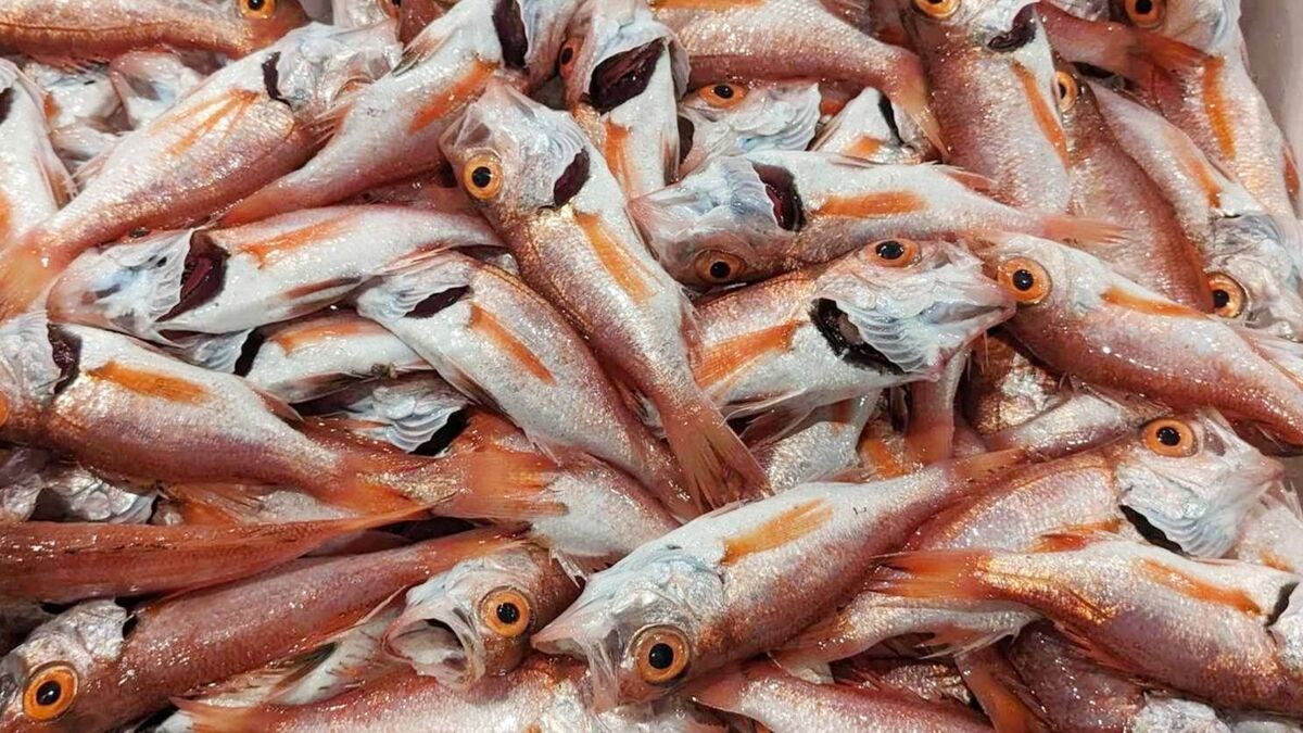 ｢魚が獲れない日本｣漁師の減少が原因ではない訳 漁師が減っても魚が増えるノルウェーと日本の差 | 食品 | 東洋経済オンライン