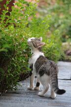 新緑の匂いをかげば、お母さんを思い出す