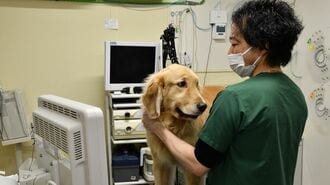 ｢救急動物病院｣取材で知る､"犬の血液型は8種類"