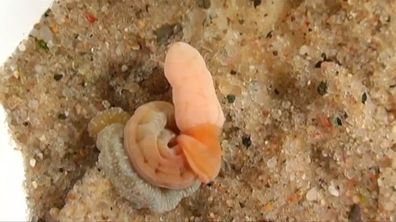 Worm Species is Distant Human Relative