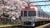 京王井の頭線､四季の花咲く沿線と｢7色の電車｣ 桜咲く春や梅雨のアジサイ､稲穂実る秋の田園